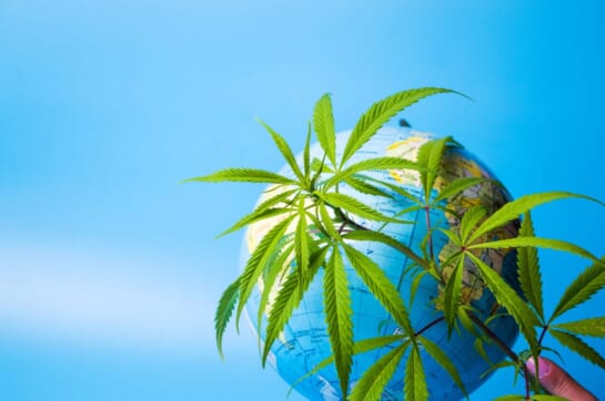 The Evolving International Cannabis Landscape