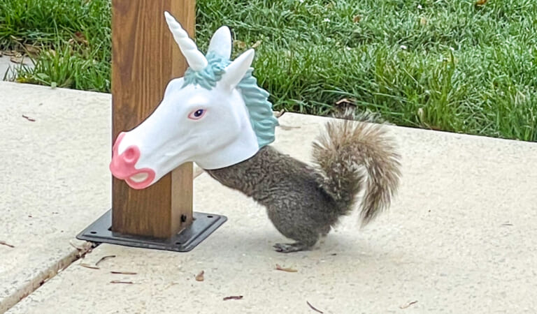 Hilarious Unicorn Head Squirrel Feeder Available on Amazon (Every Garden Needs One!)
