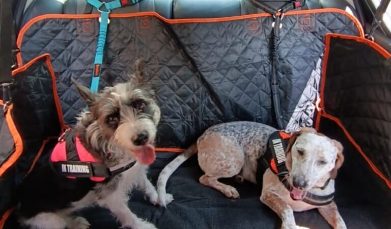 Dog Leash & Seatbelt 2-Pack Just $9.99 on Amazon | Attaches to Headrest or Seatbelt Buckle