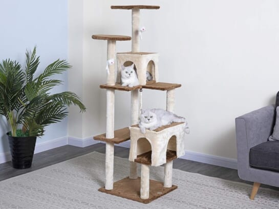 cat home with cats sitting on it