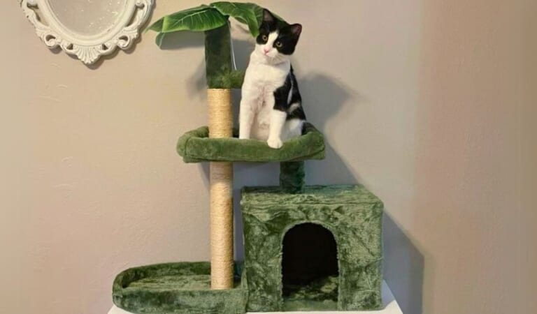 Cat Scratching Post Activity Tree Towers from $21.99 Shipped on Amazon (Reg. $40)