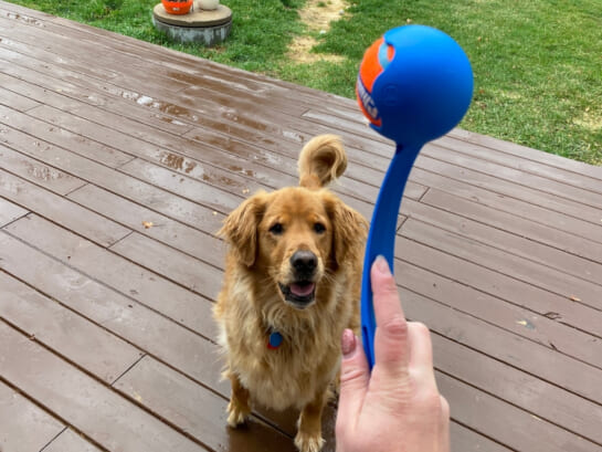 ChuckIt Ball Launcher w/ Ball Only $6.99 Shipped for Prime Members (Reg. $14) | Great Exercise for Your Pup